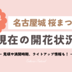 名古屋城 桜まつり 2023 現在の開花状況